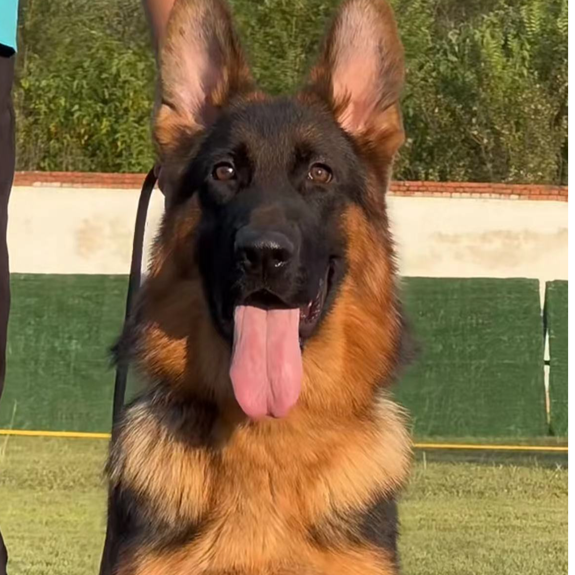 （小彤养殖）T狗狗活体