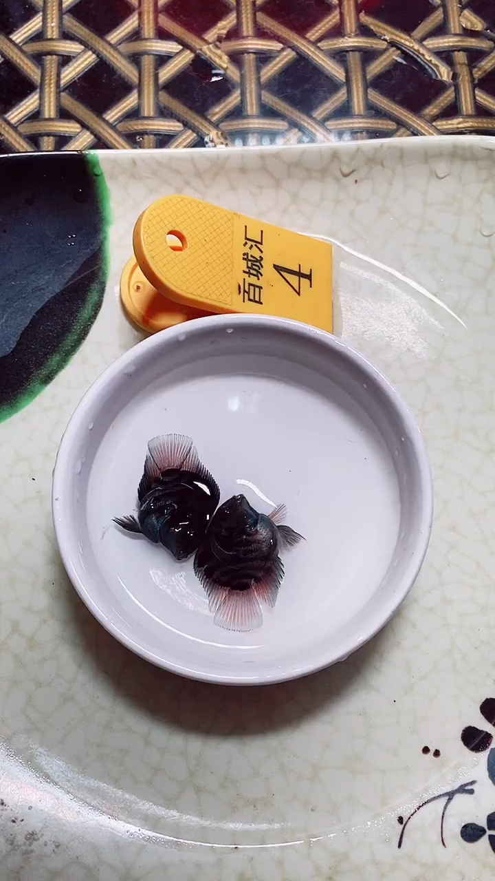 鹦鹉鱼99999999999