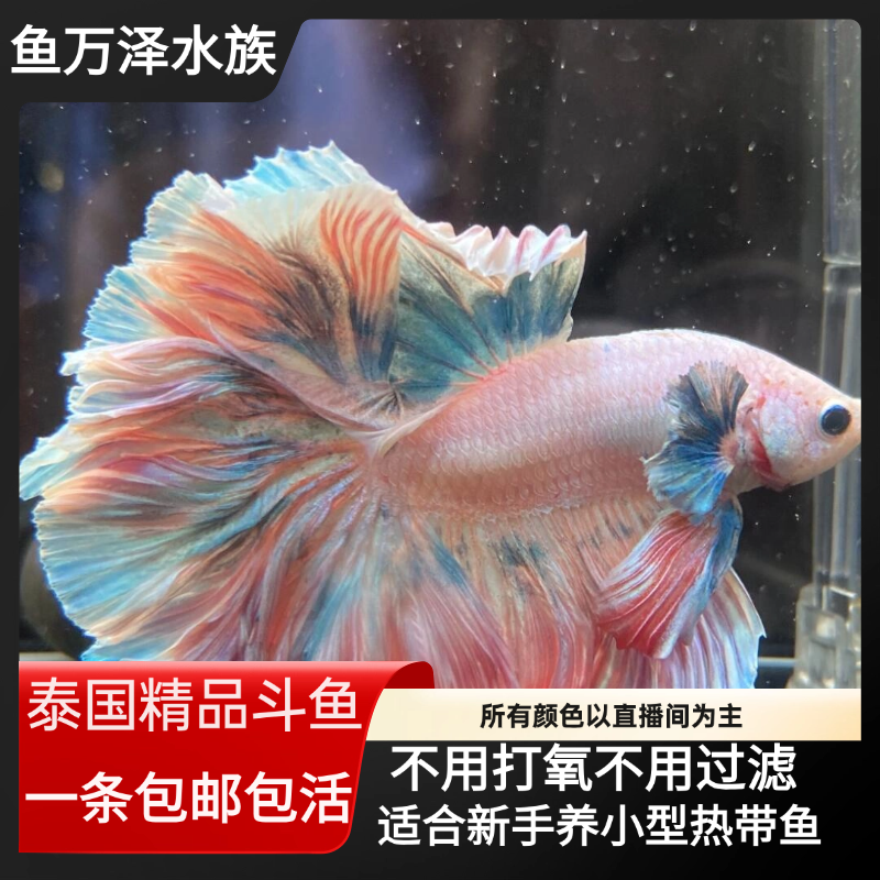 【0335-0359】鱼万泽水族精品泰国婚纱斗鱼耐活（直播间选号）