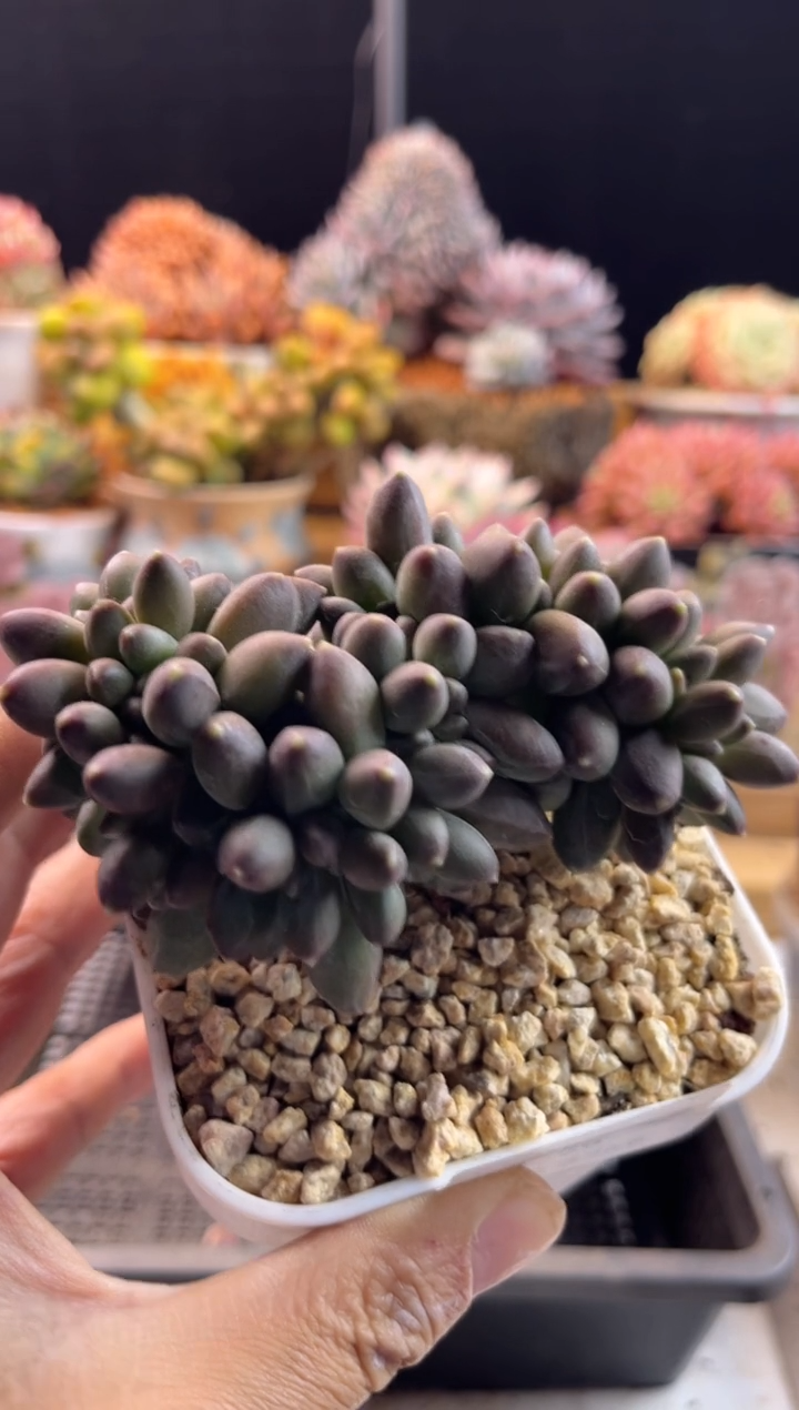 【闪购商品】1.13-27千代田缀化