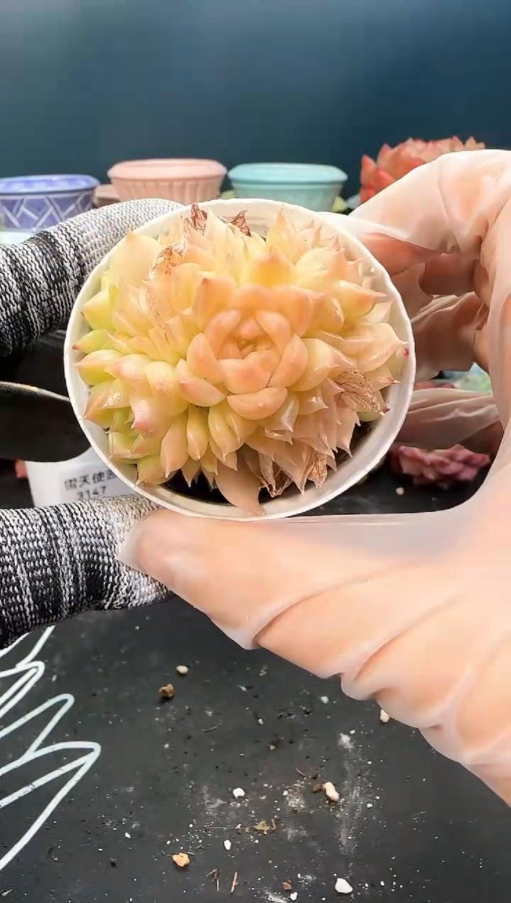 3  149 s1  （冠幅 6cm）