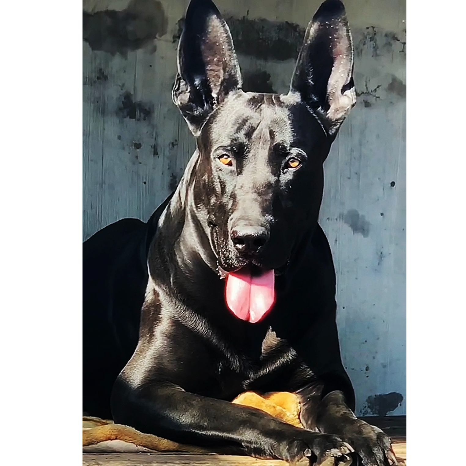 纯种黑狼犬活体链接