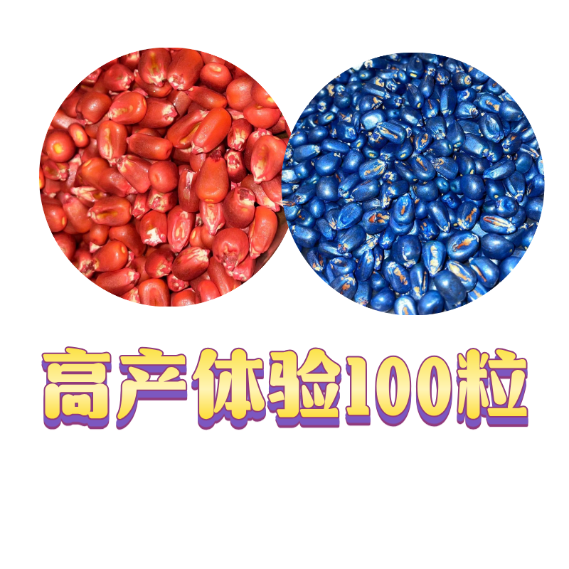 0.01免费送！！见证高产玉米 “奇迹”
