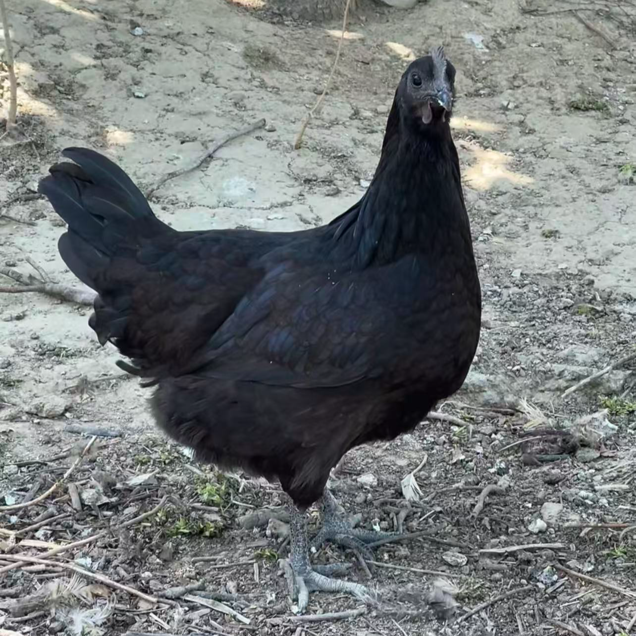 【14个买10送4】邓黑礼盒