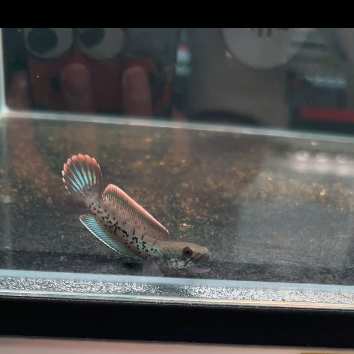 蓝宝石鬼王雷龙鱼