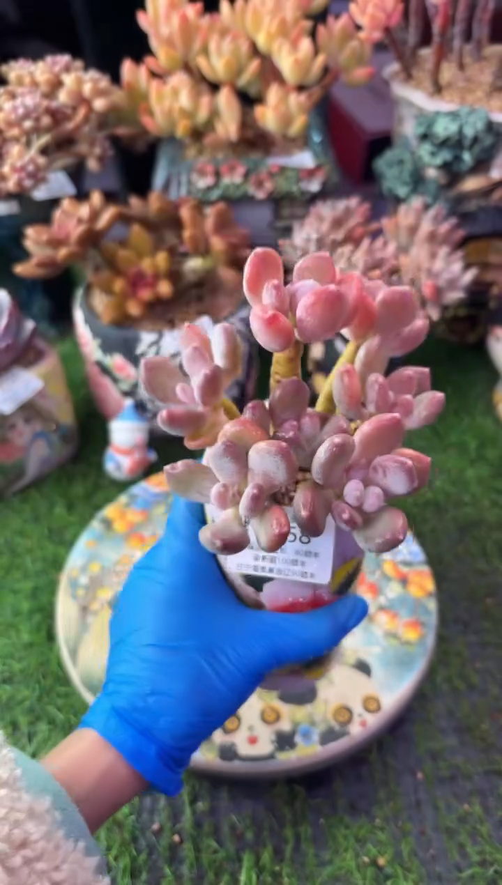 昆明印象多肉4458