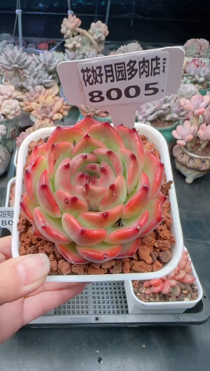 【闪购商品】8005凯撒