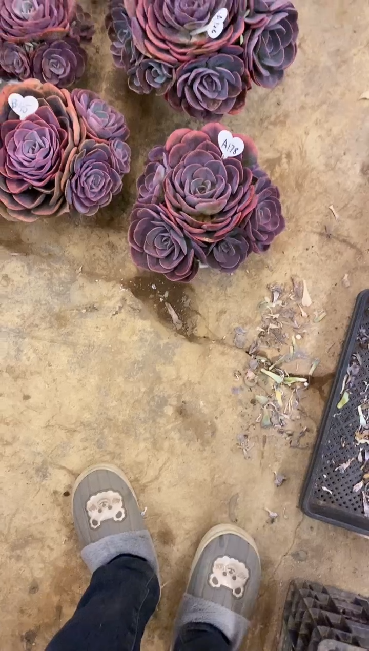 枫**飘            A178号￥25