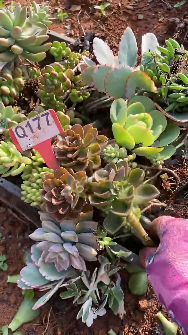 Q177地拍多肉枝头组合默认脱土发货