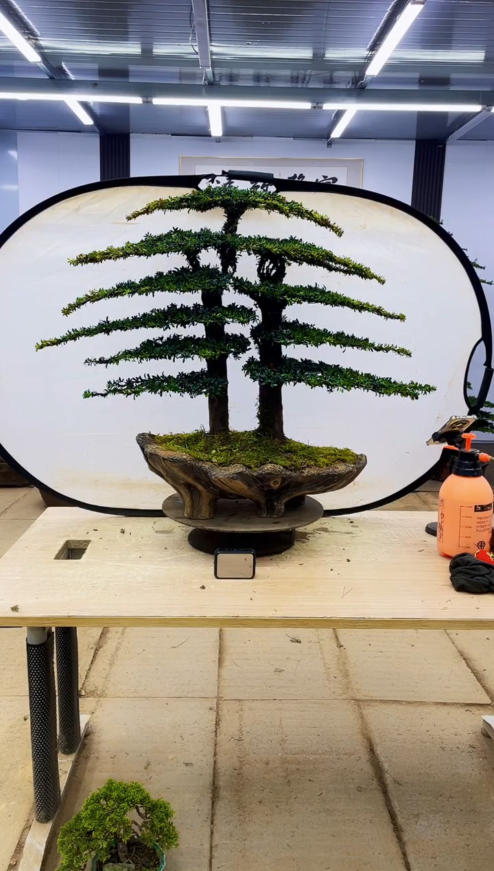 无花朵刘**鲜000000000000000000