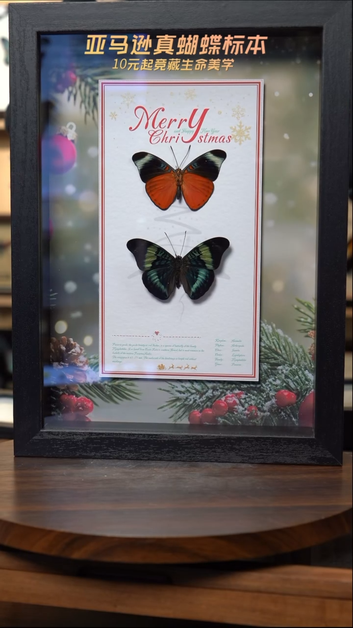 熄炬蛱蝶正反面圣诞款A4框