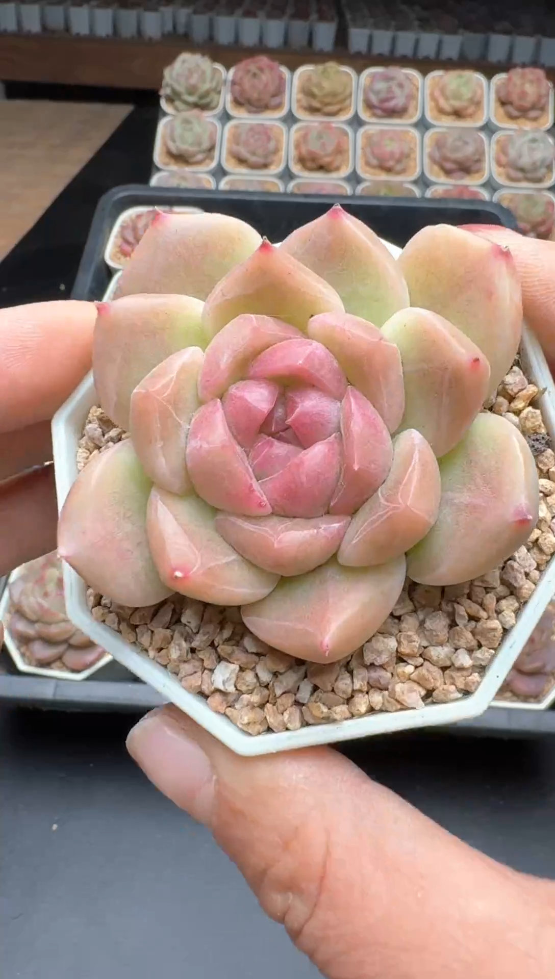 【闪购商品】713E号一物一拍多肉花卉植物3颗起发