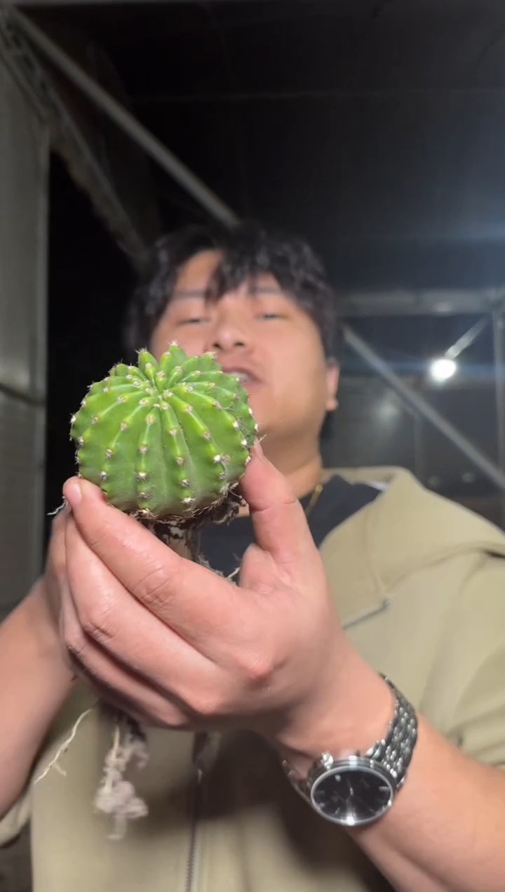 15颗 实生根 席克氏彩草 4-6cm