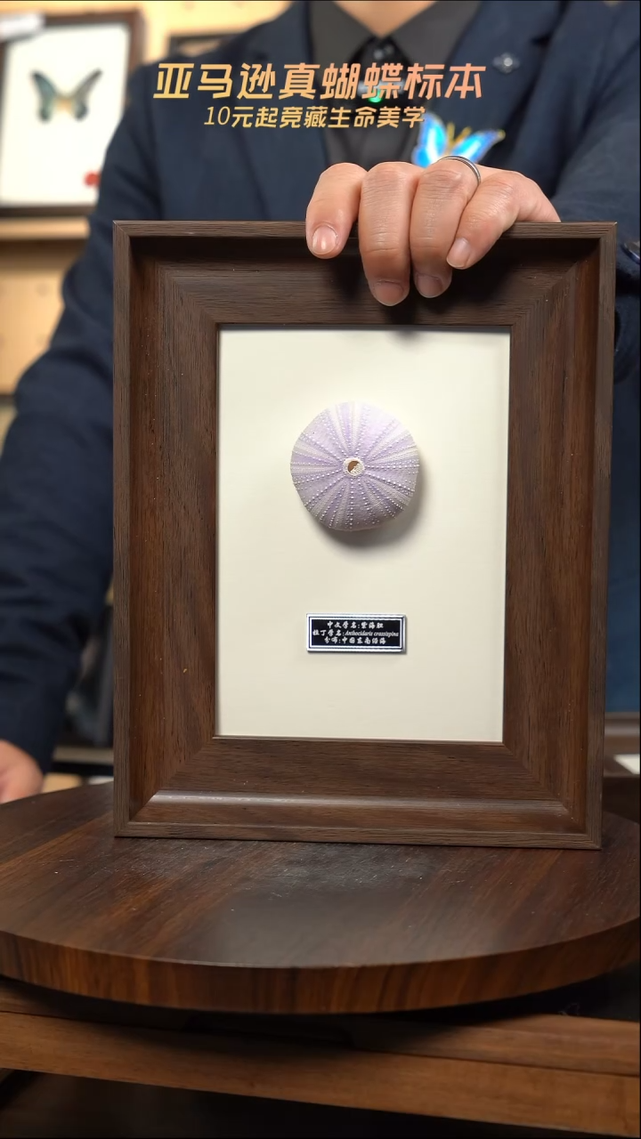 紫海胆海洋标本摆件