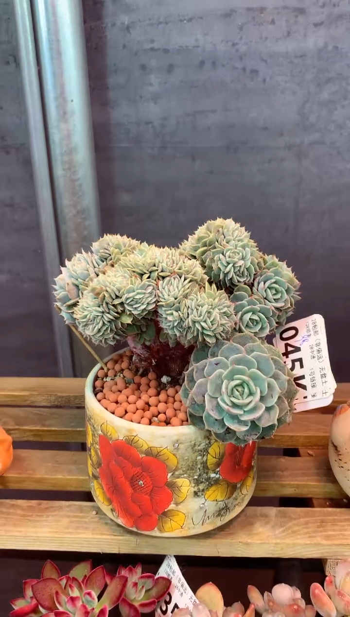 045K（一物一拍，精品多肉，所见即所得 ）