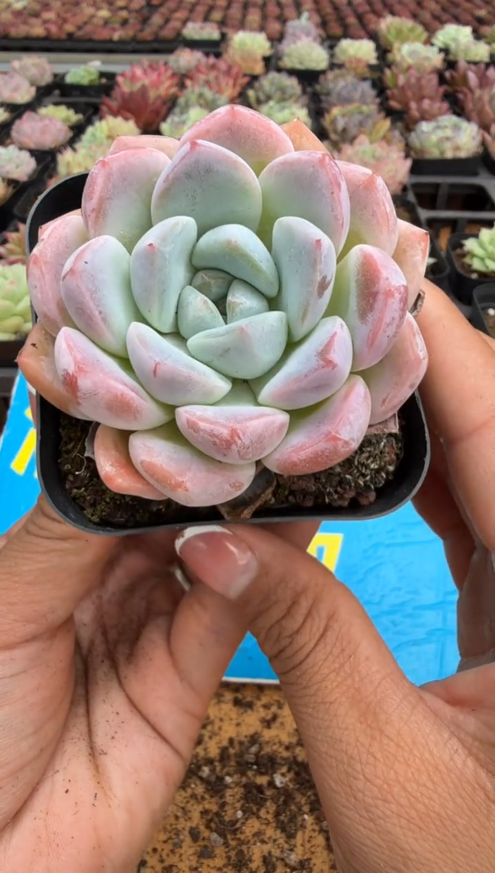 东云多肉园二店-331