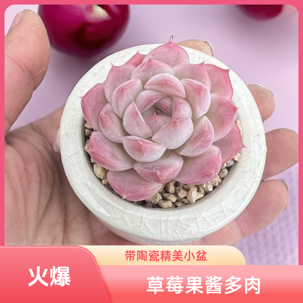 草莓果酱多肉植物带陶瓷盆发乎拇指迷你小多肉