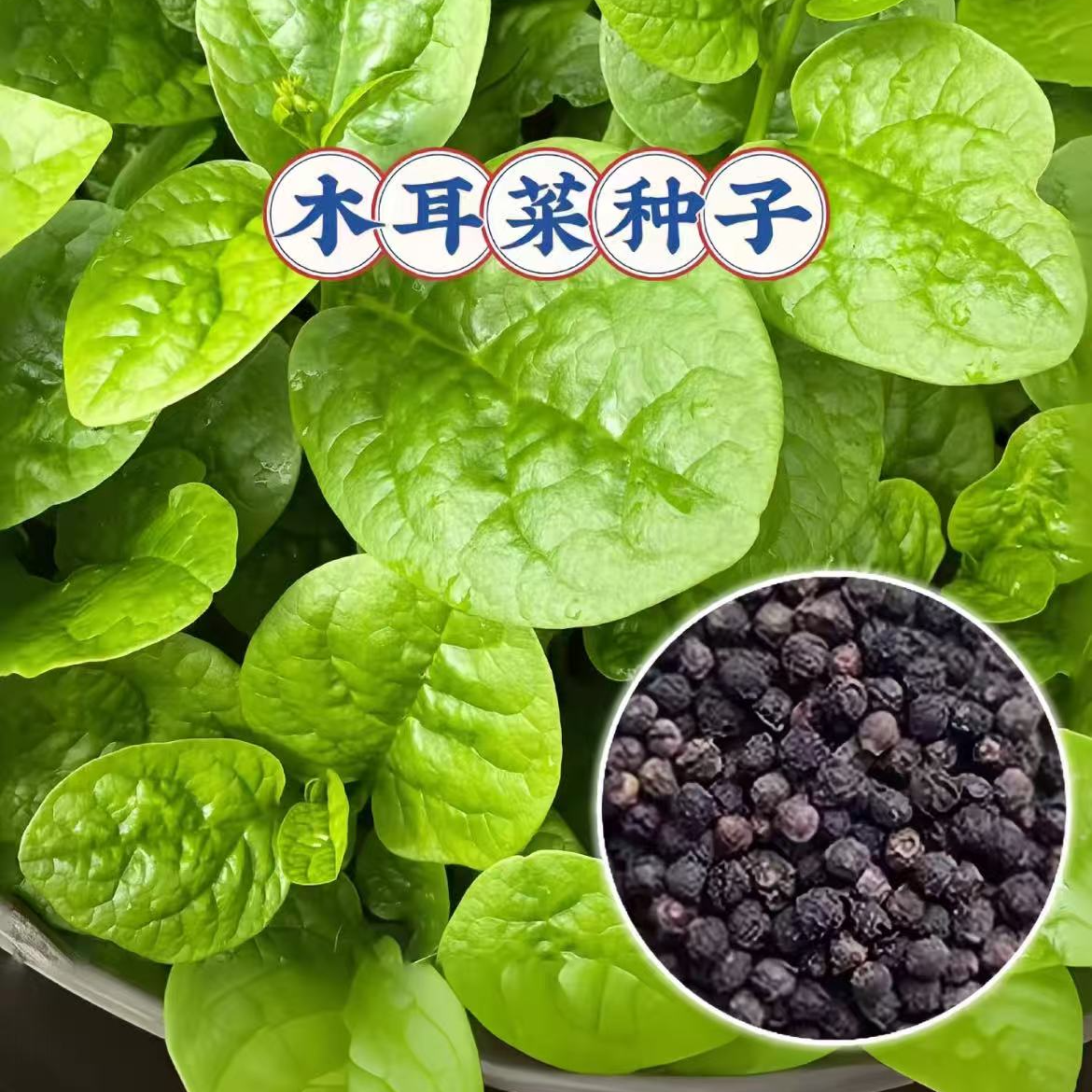 F【大叶木耳菜种子】家庭阳台庭院种植易栽易活商品图