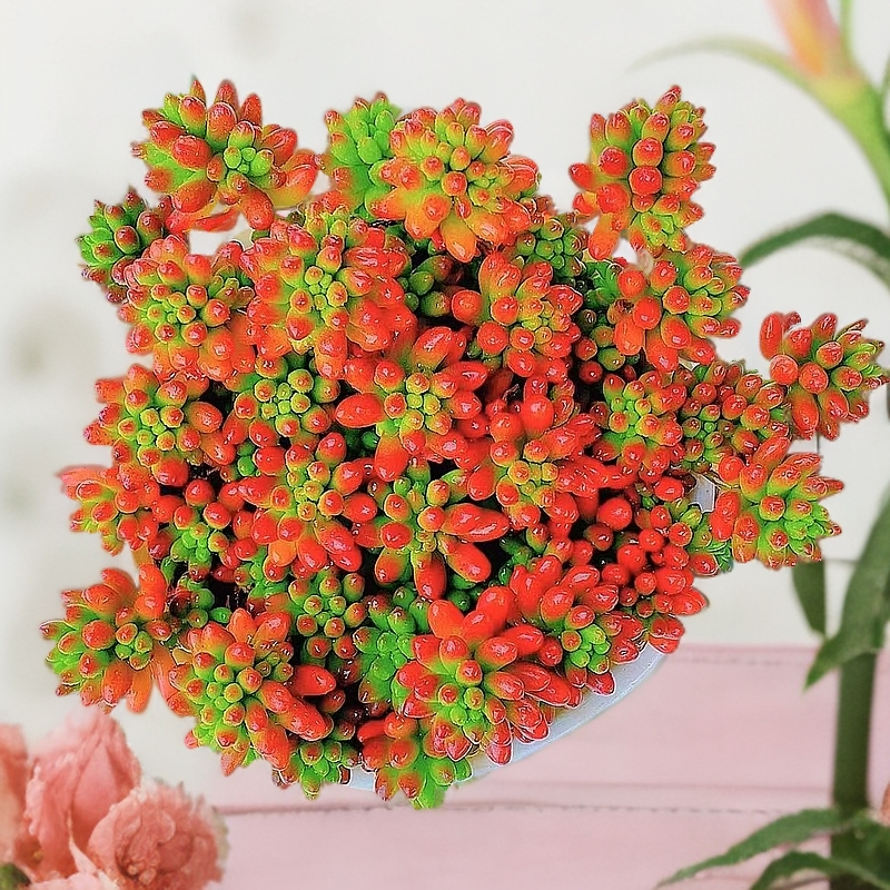 大红葡萄精品多肉植物带盆带土好养适合新手阳台庭院盆栽装饰花卉