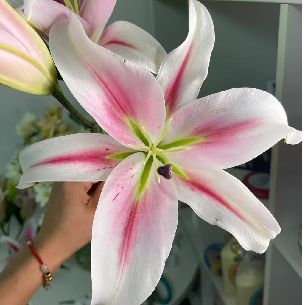 艳粉 新品香水百合 任意2单发顺丰或德邦快递 发货后不支持退款