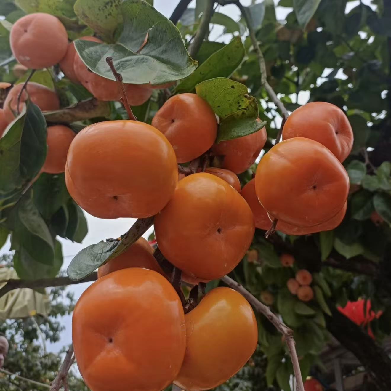 脆甜无核嫁接柿子树苗南北方盆栽地栽庭院种植果树苗