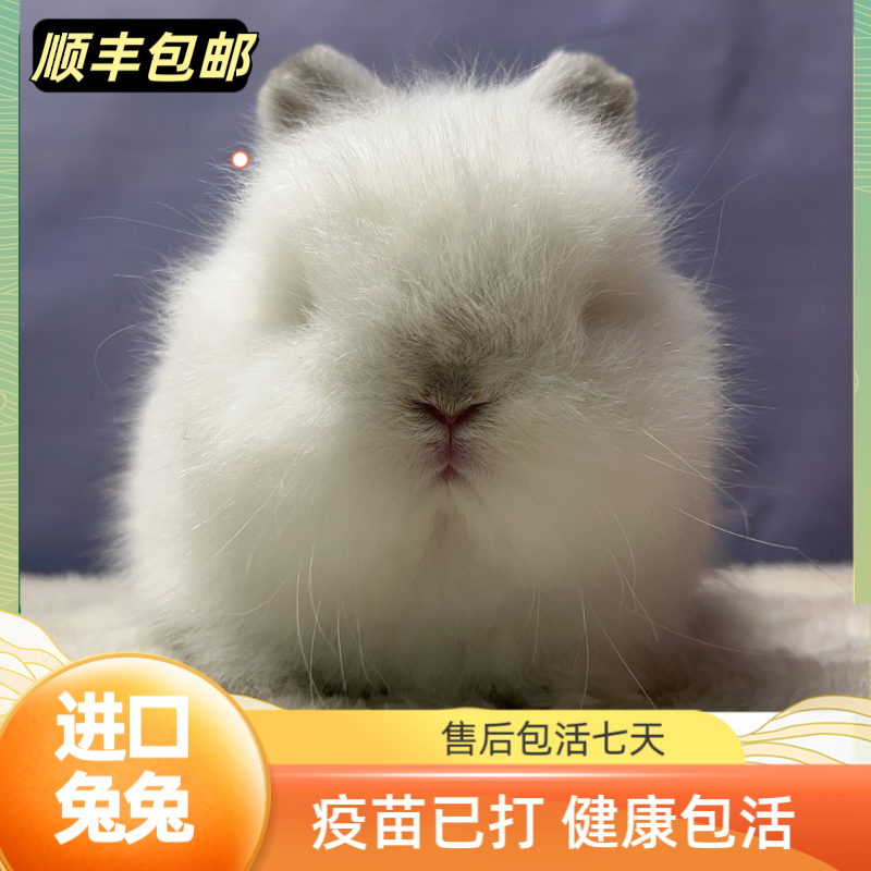 双血宠物兔双血侏儒兔