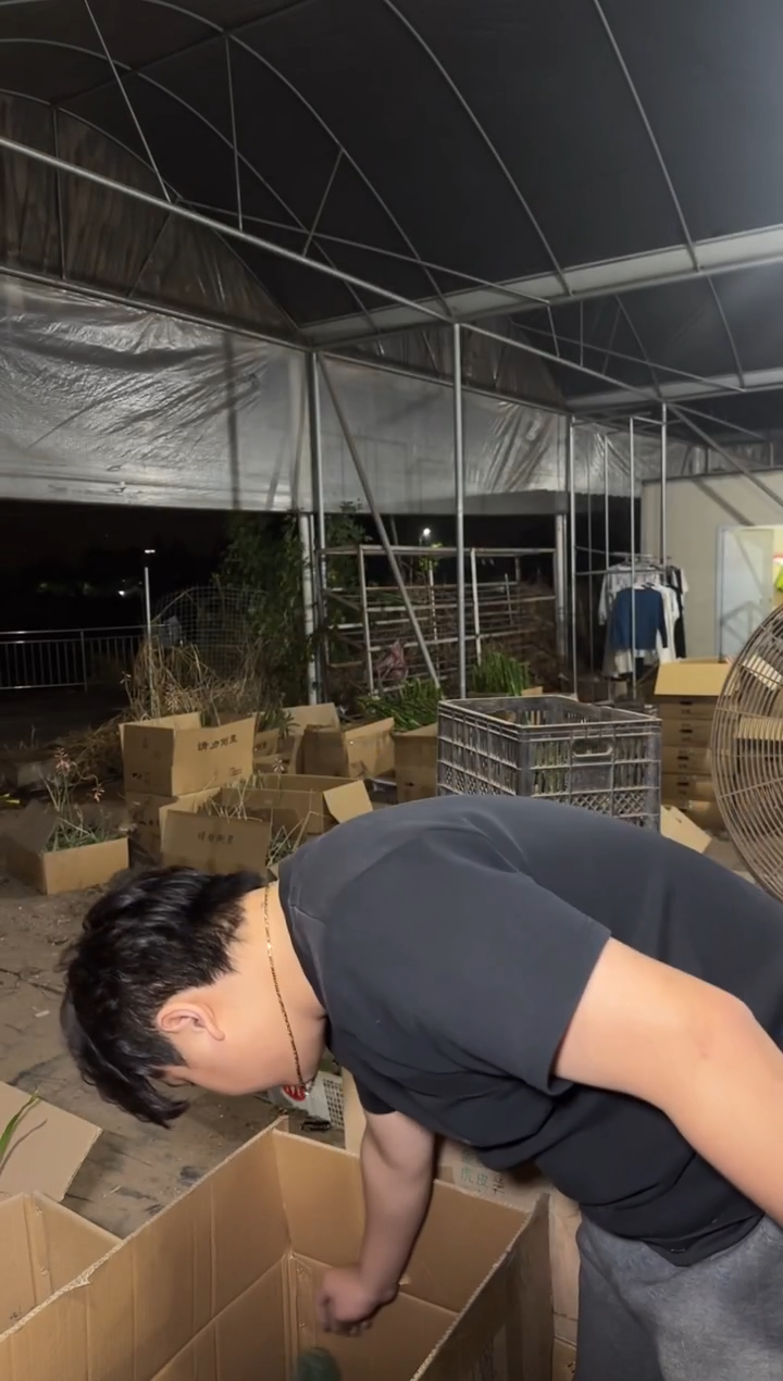 【带盆土】20cm+ 量天尺