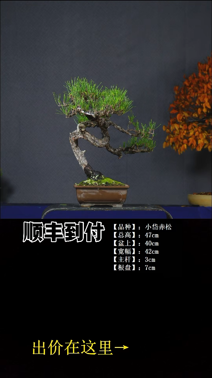 以实际为准芜**贝小岱赤松