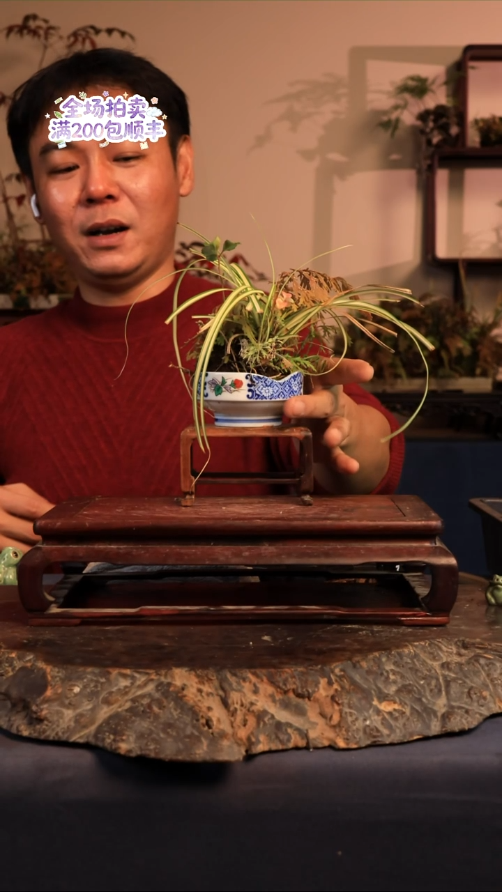 完全开放B22草本植物 不包邮