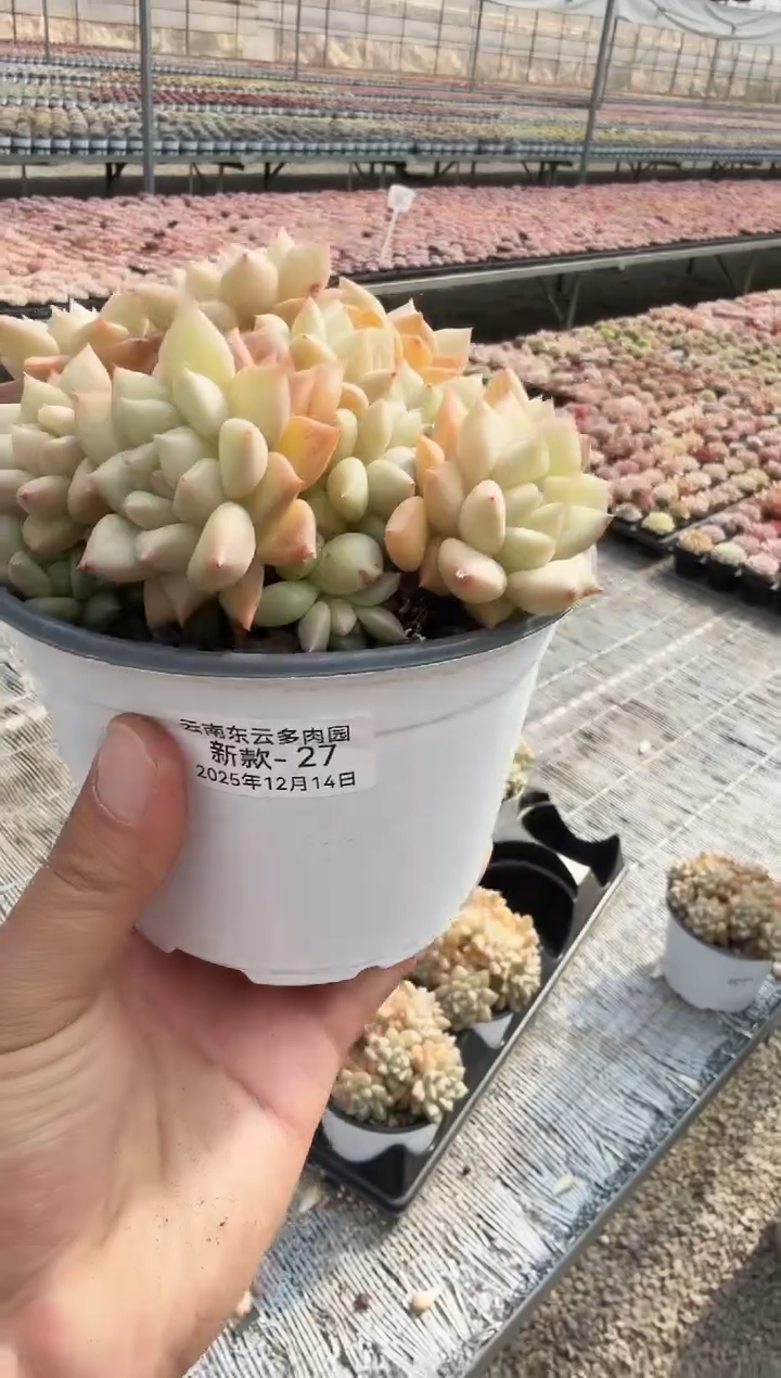 东云多肉园新款-27（脱土）