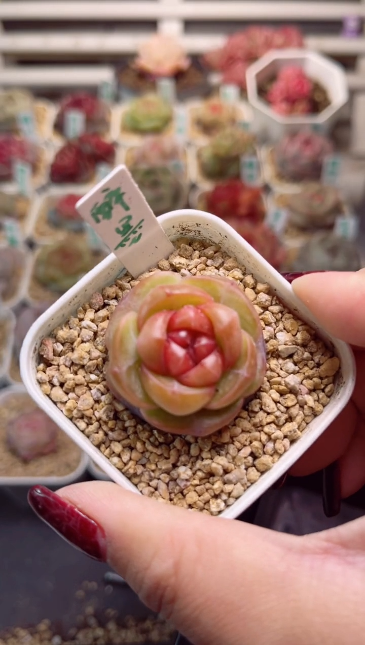 【闪购商品】F991醉墨一物一拍