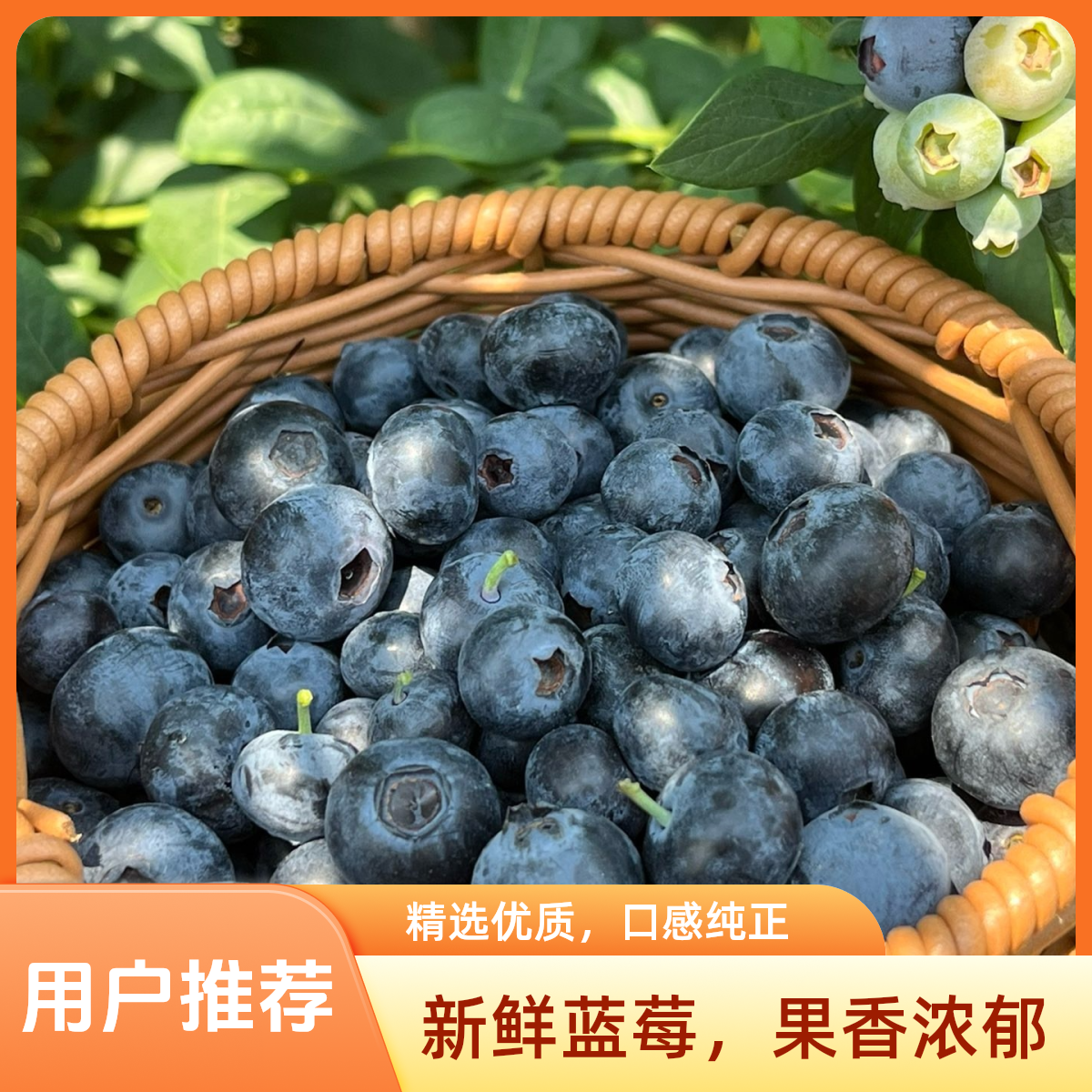现采现摘的花香蓝莓/箱