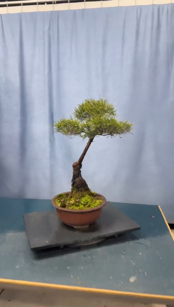 【闪购商品】盆景岗松