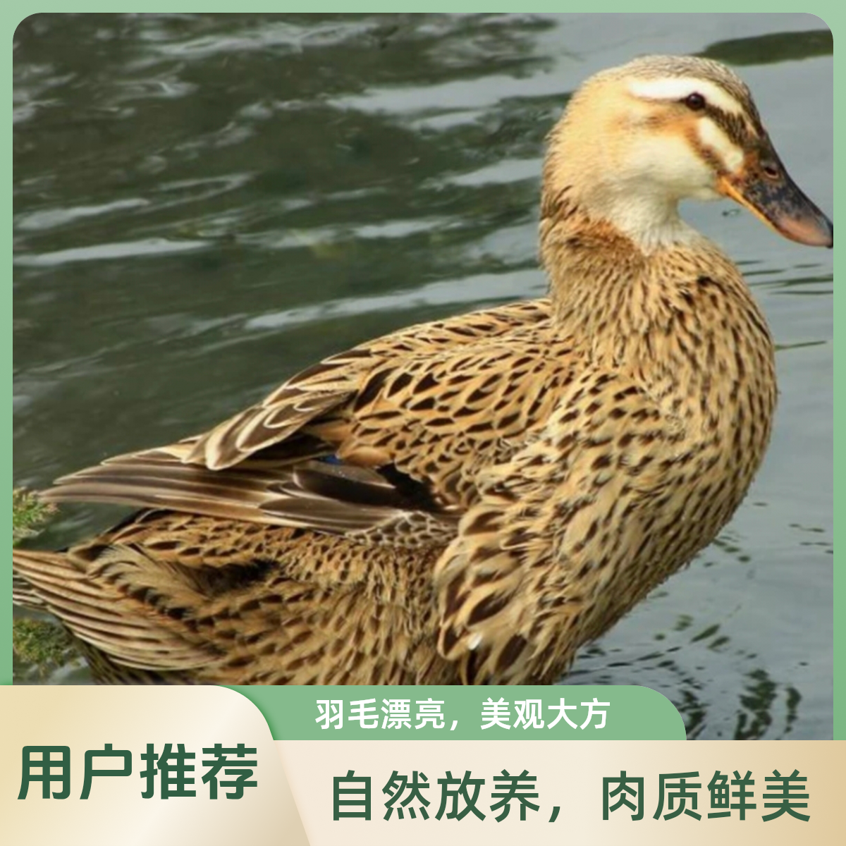 2只鸭子【宰杀好，不带内脏】广西水库散养鸭 2只净重不低于9斤