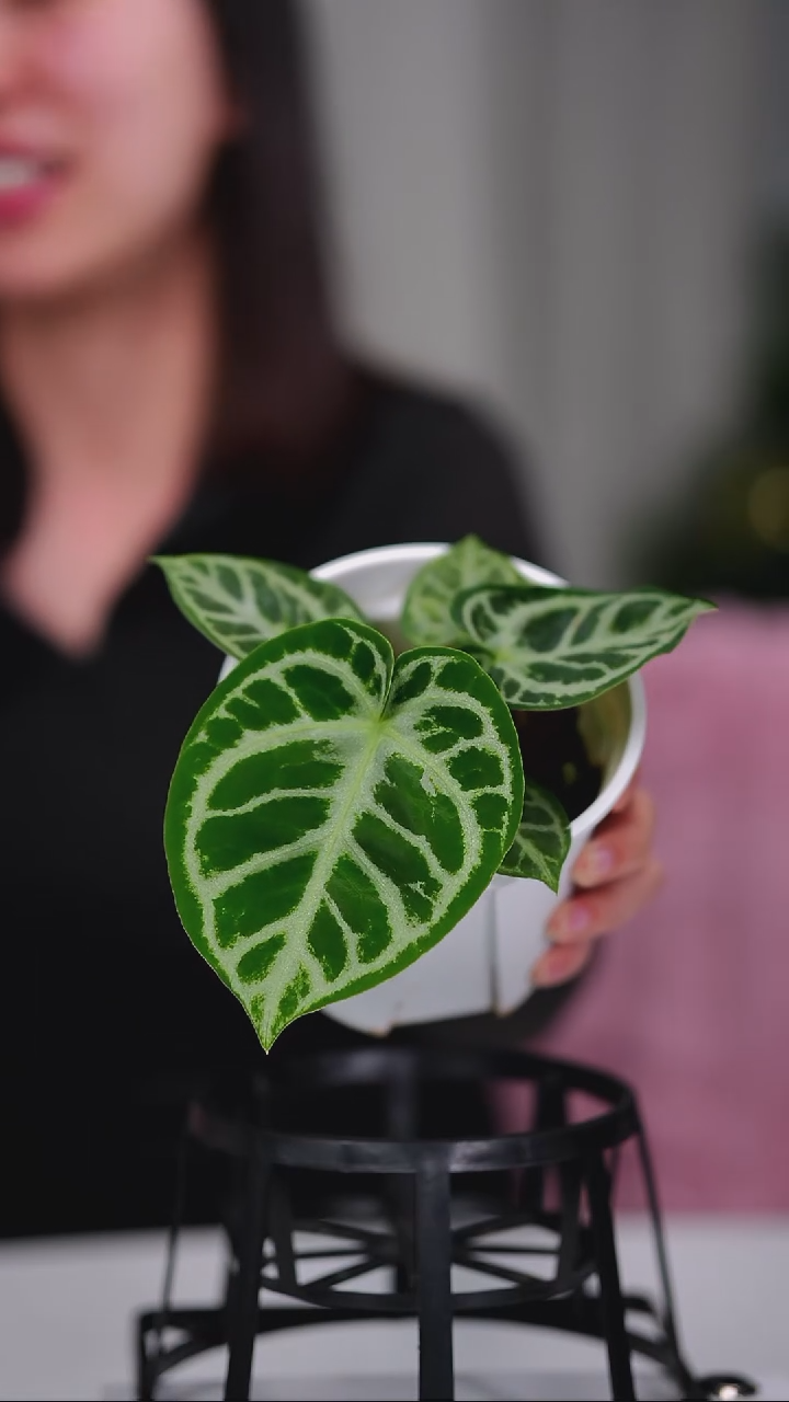 完全开放奇妙森林SKG银x铜锣烧