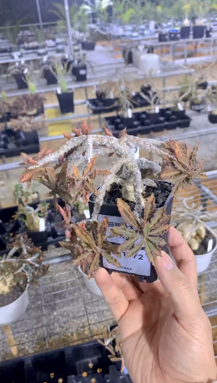 【闪购商品】圣玛丽角大戟FA-1772