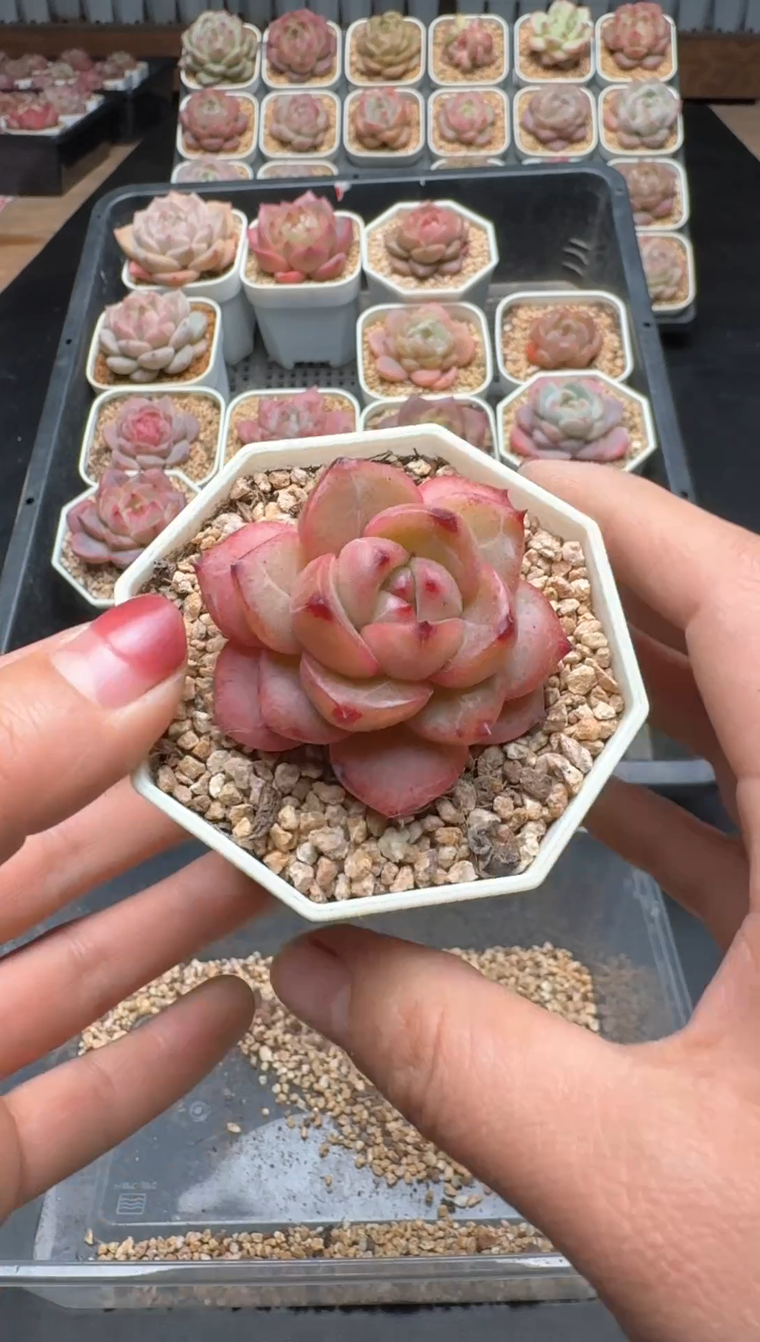 【闪购商品】101A号一物一拍多肉花卉植物拍3颗起发