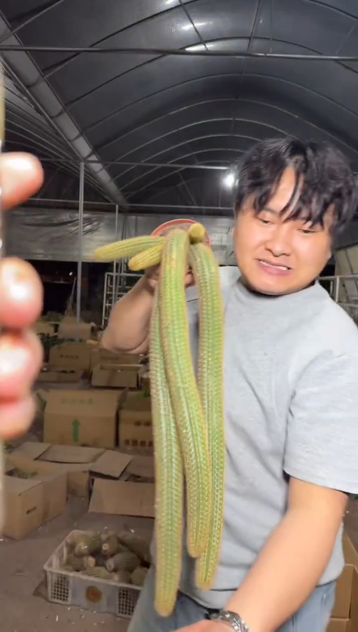 多头 紫水晶 金妞【带根】