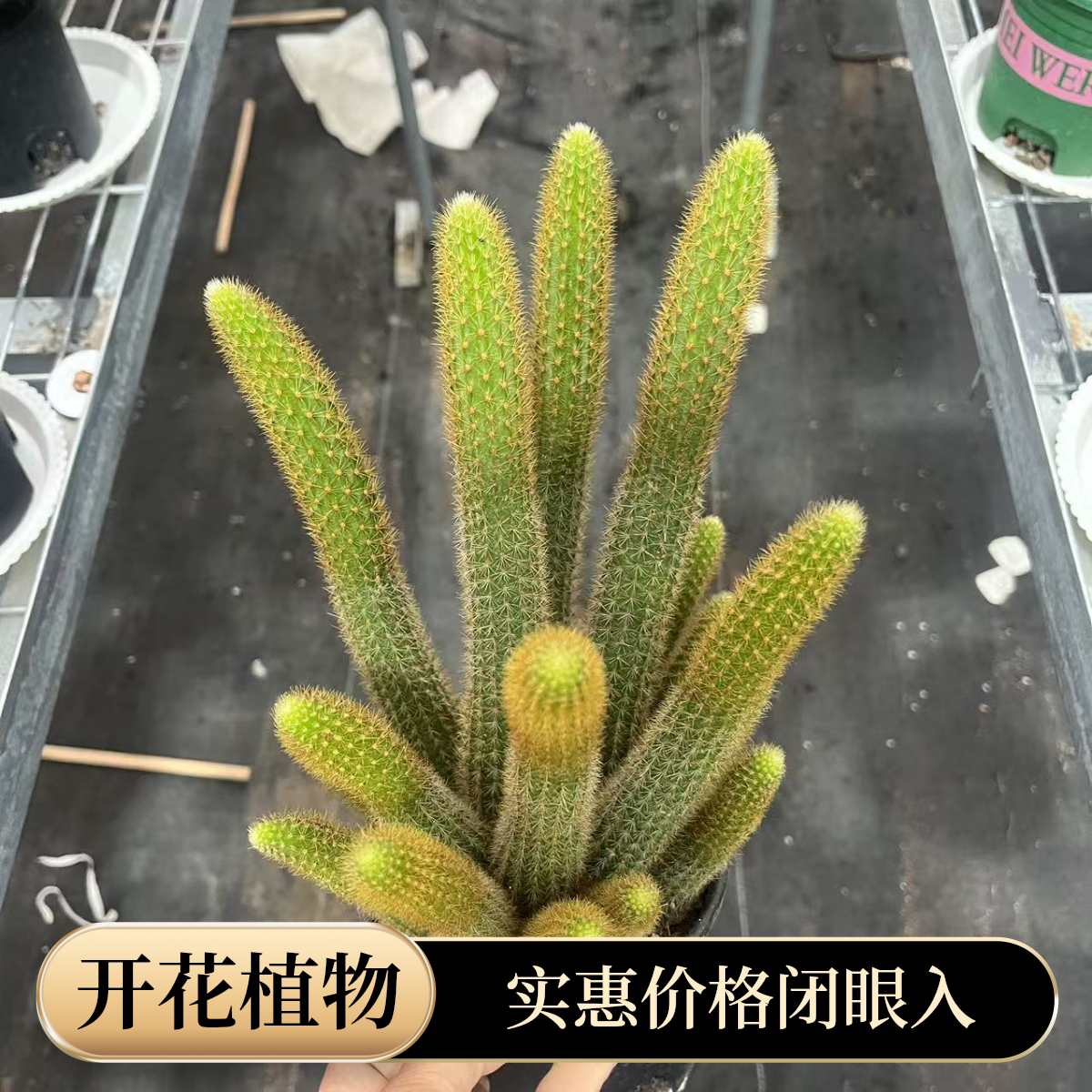 各种金妞开花植物高档盆栽适合阳台庭院好养易活