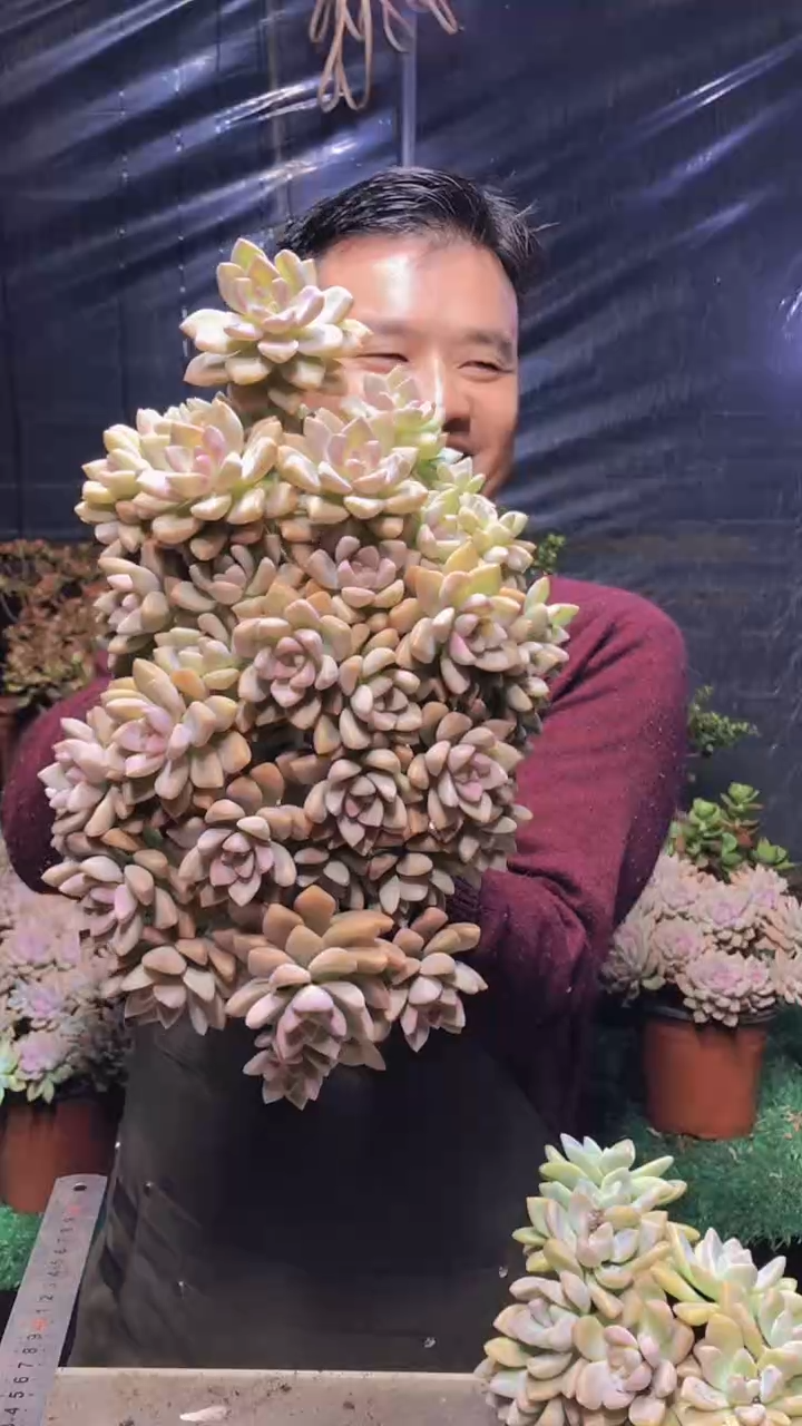 178淡雪缀化（一物一拍）