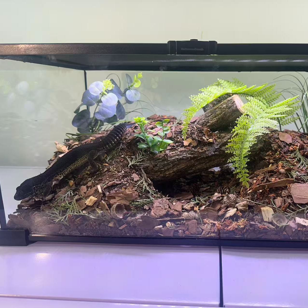 爬宠缸饲养盒造景手工制作仿真玻璃缸宠物爬行动物尺寸：50X30X25