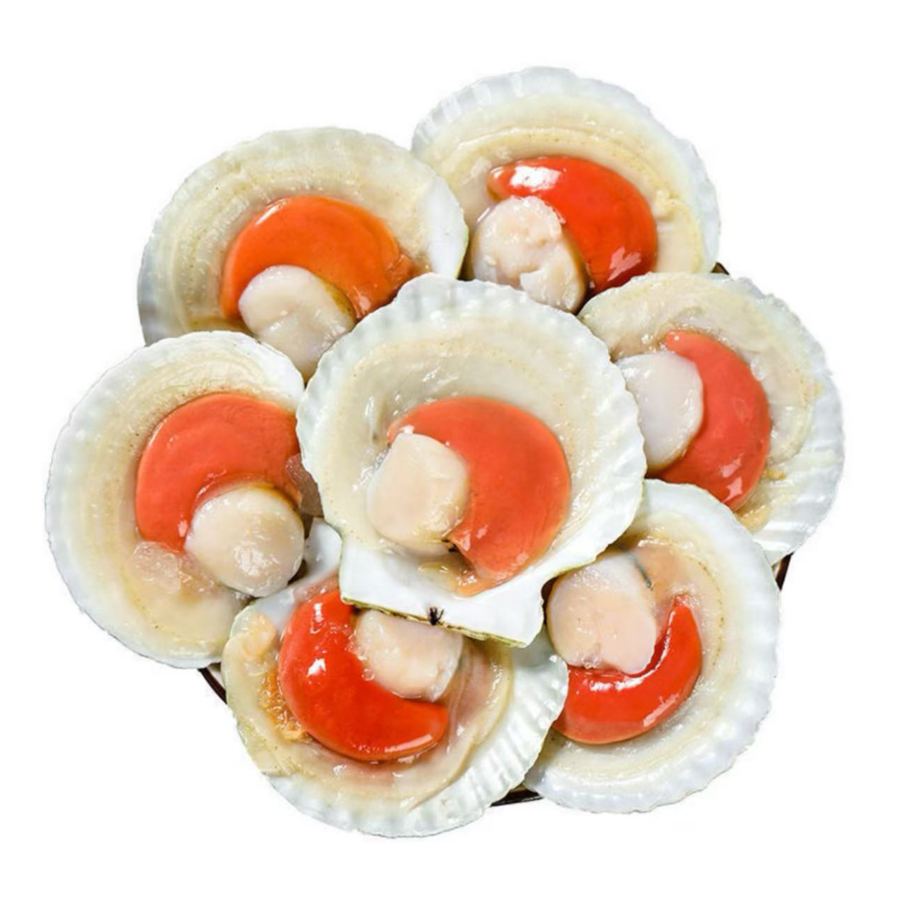 吊笼半壳扇贝可做粉丝扇贝 上海低温冷冻发货 CG