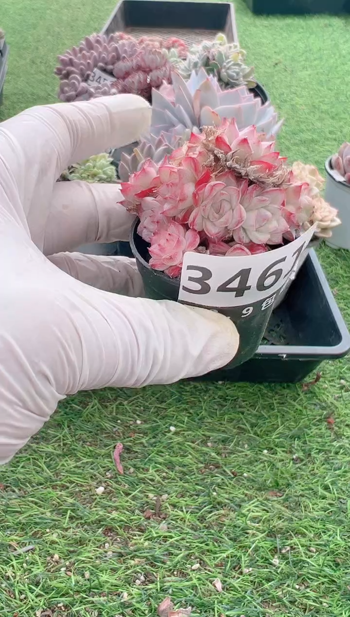 【闪购商品】信福多肉一物一拍