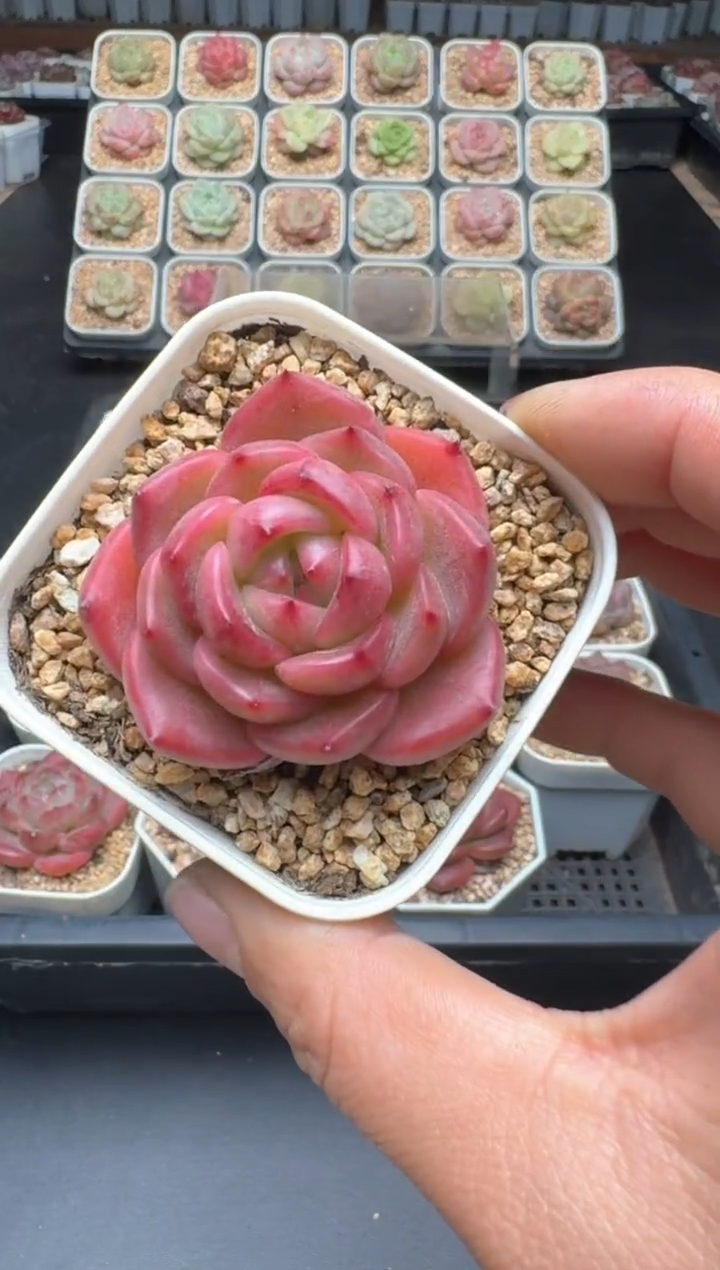 【闪购商品】345D物拍多肉带盆土6.5杯拍3颗包柚