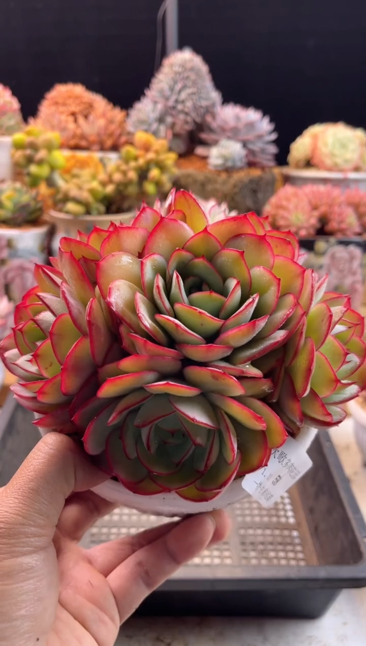 【闪购商品】1.13-58牡丹亭