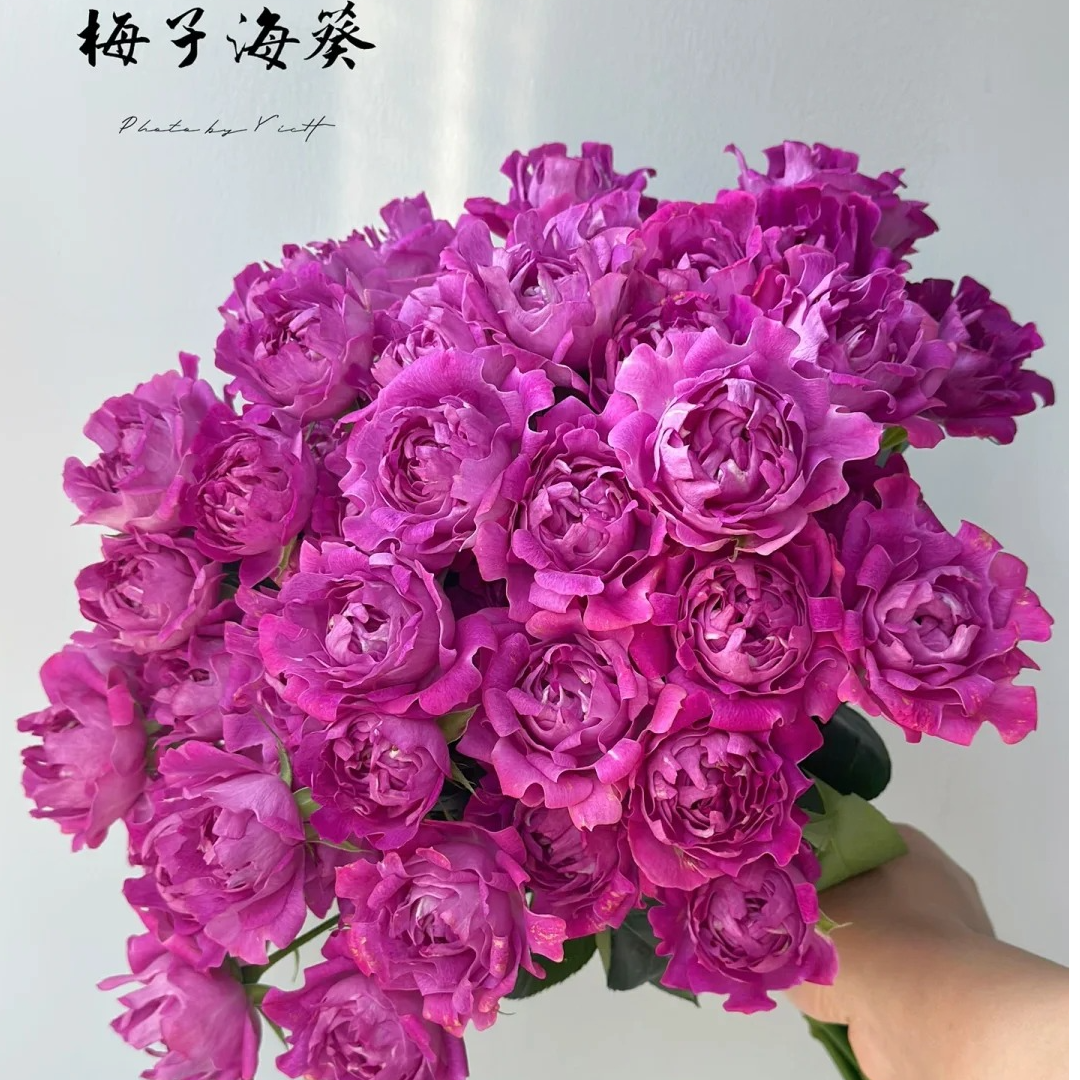 多头梅子海葵玫瑰鲜切花云南基地直发顺丰