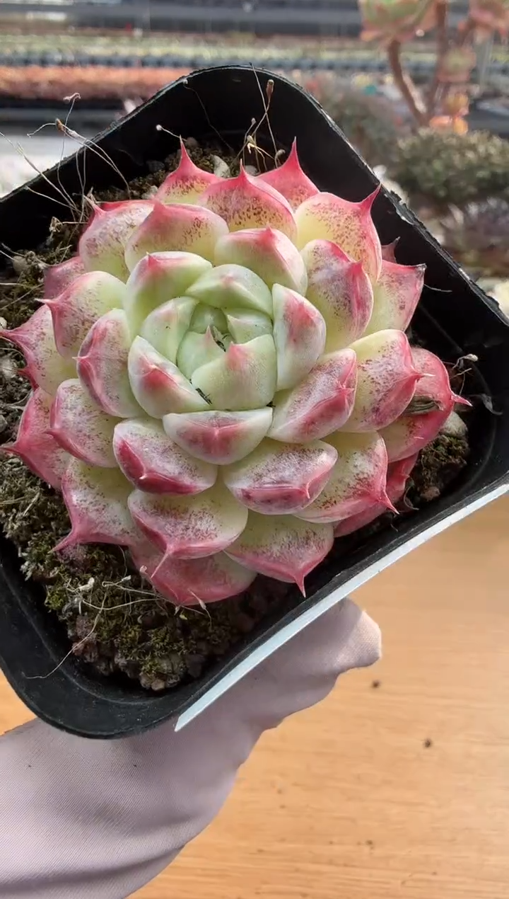 东云多肉园二店-197