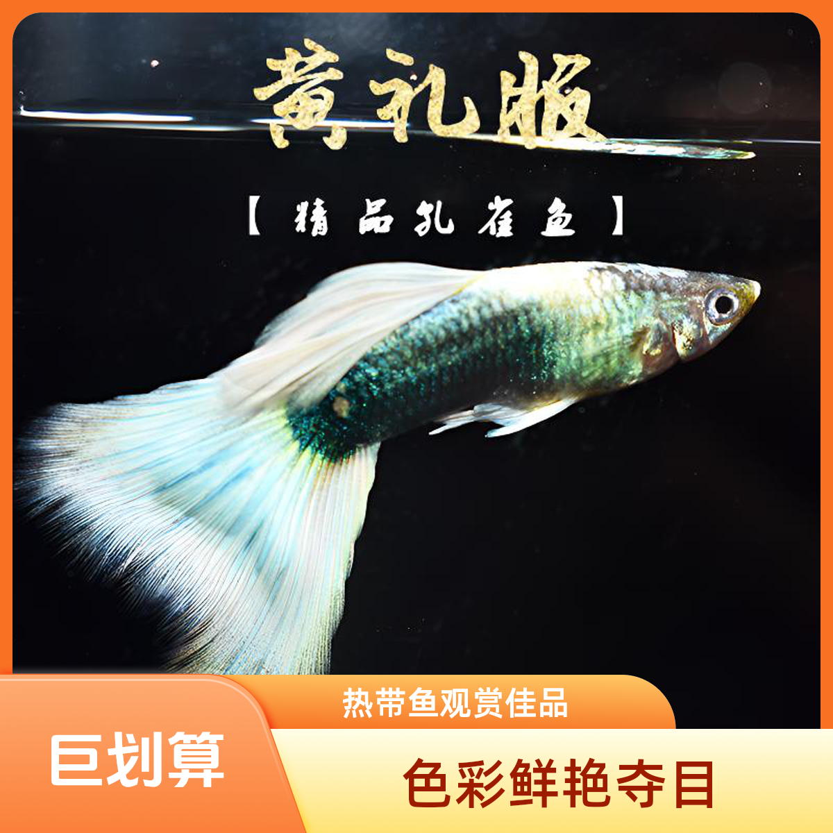 纯种黄礼服孔雀鱼，耐活，可繁殖。