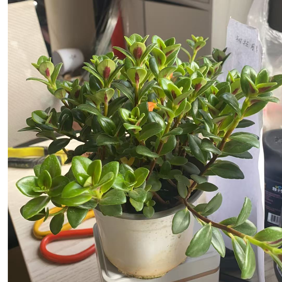 四季金鱼吊兰室内盆栽绿植只发西藏