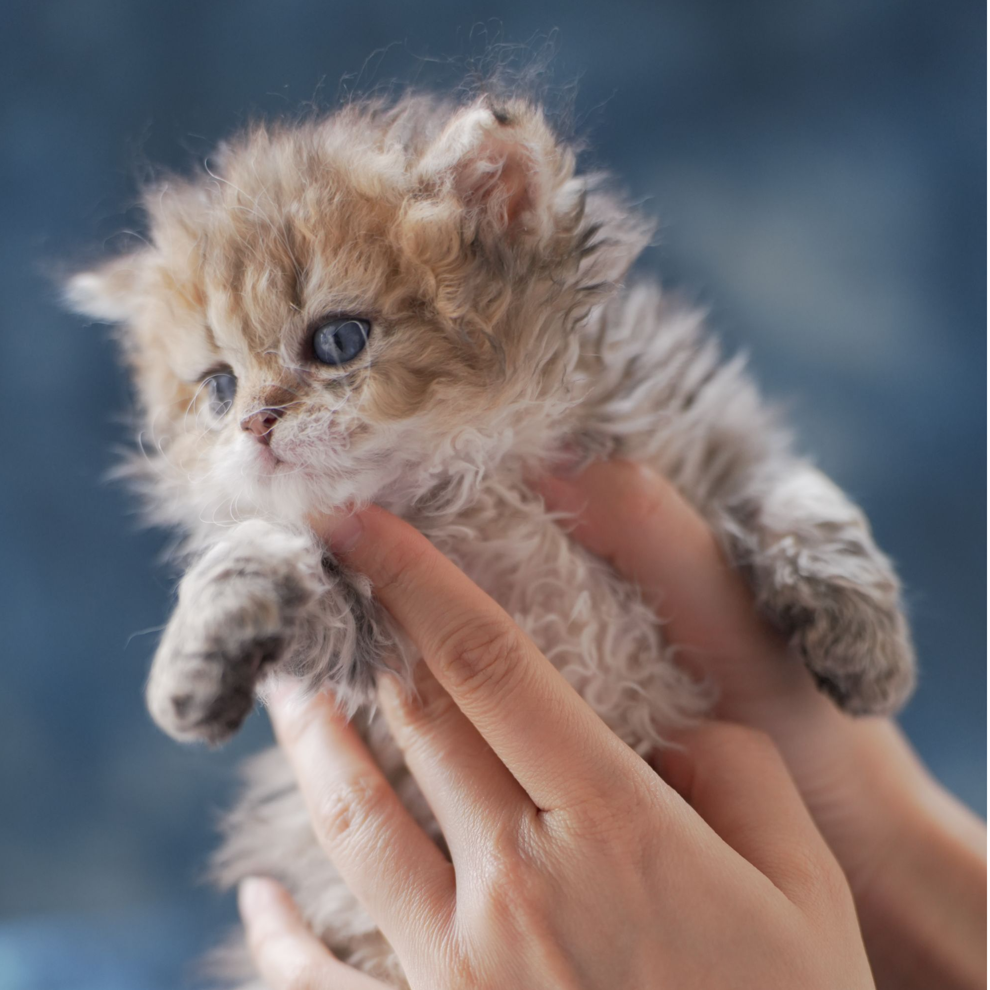 猫宠物级活体猫咪